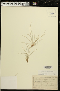 Eleocharis tenuis image