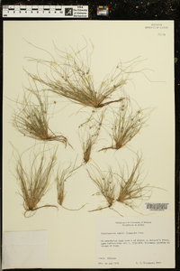 Fimbristylis vahlii image