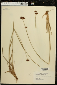 Rhynchospora baldwinii image