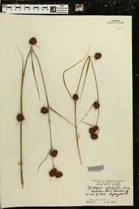 Rhynchospora cephalantha image