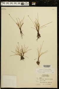 Fimbristylis schoenoides image