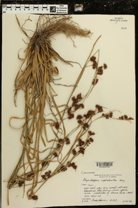 Rhynchospora cephalantha image