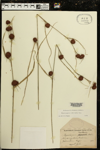 Rhynchospora cephalantha image