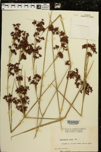 Rhynchospora caduca image