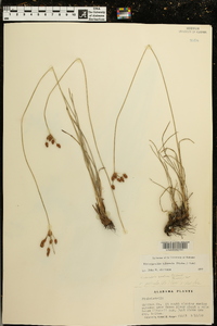 Fimbristylis puberula image