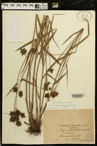 Fuirena breviseta image