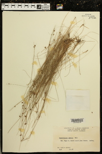 Rhynchospora debilis image