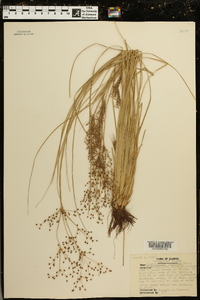 Fimbristylis miliacea image