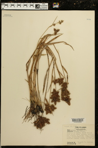 Fuirena hispida image