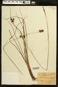 Rhynchospora glomerata image