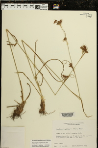 Rhynchospora recognita image