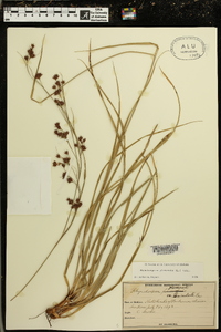 Rhynchospora glomerata image