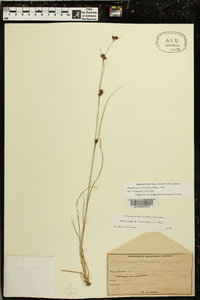 Rhynchospora capitellata image