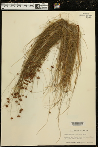 Rhynchospora filifolia image