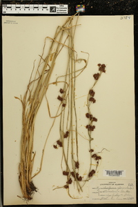 Rhynchospora glomerata image