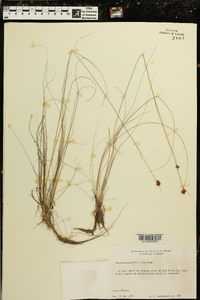 Rhynchospora filifolia image