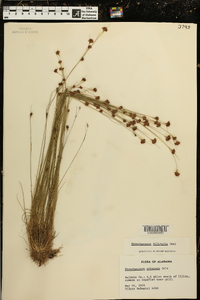 Rhynchospora filifolia image