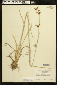 Rhynchospora recognita image