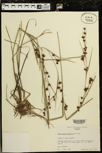 Rhynchospora glomerata image