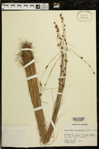 Rhynchospora chalarocephala image