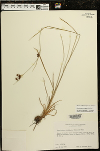 Rhynchospora recognita image