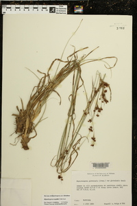 Rhynchospora recognita image