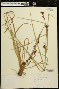 Rhynchospora glomerata image