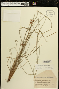 Rhynchospora fascicularis image