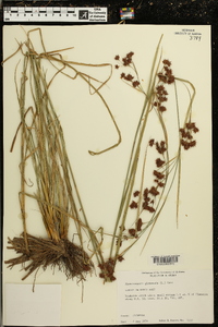 Rhynchospora glomerata image