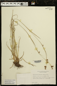 Rhynchospora recognita image