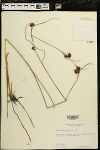 Rhynchospora glomerata image