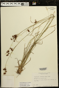 Rhynchospora recognita image