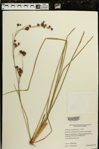 Rhynchospora glomerata image