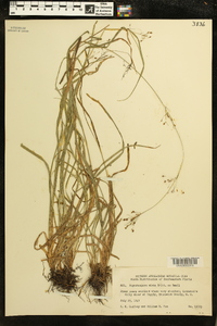 Rhynchospora mixta image