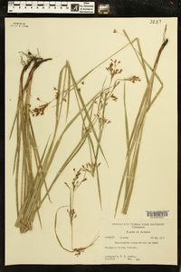 Rhynchospora mixta image