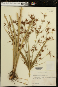 Rhynchospora corniculata image