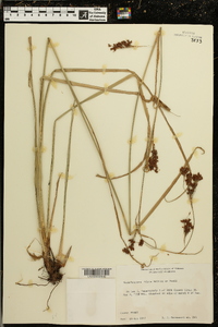 Rhynchospora mixta image