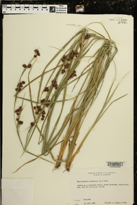 Rhynchospora glomerata image