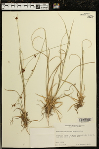 Rhynchospora microcarpa image