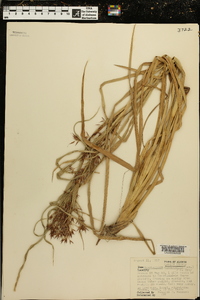 Rhynchospora corniculata image