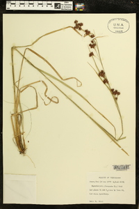 Rhynchospora glomerata image