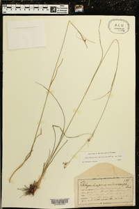 Rhynchospora microcarpa image