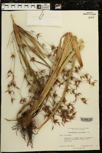 Rhynchospora corniculata image