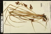 Rhynchospora polyphylla image