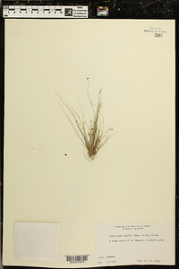 Rhynchospora pusilla image