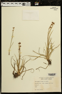 Rhynchospora harveyi image