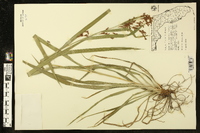 Scirpus lineatus image