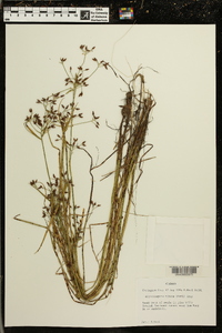 Rhynchospora nitens image