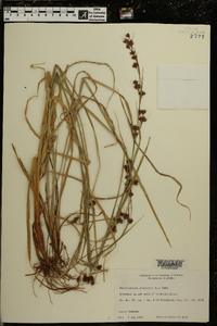 Rhynchospora glomerata image