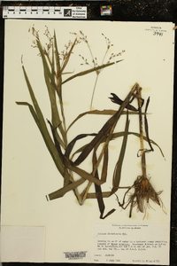 Scirpus divaricatus image